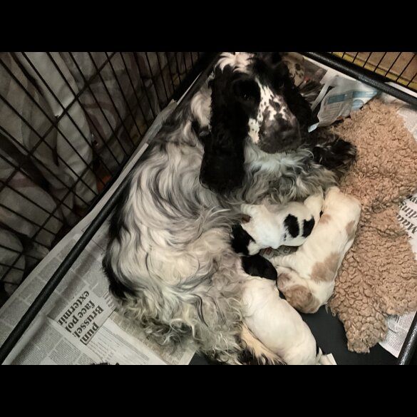 Cocker Spaniel (Working &amp; Show) - Bitches
