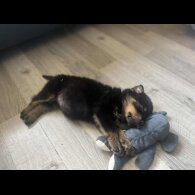 Rottweiler - Dogs