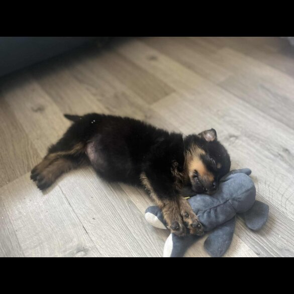 Rottweiler - Dogs