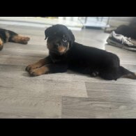 Rottweiler - Dogs