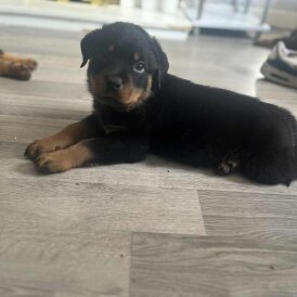 Rottweiler - Dogs