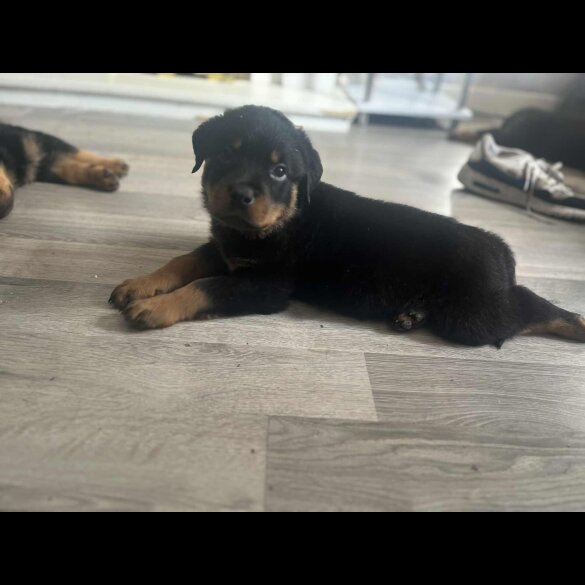 Rottweiler - Dogs