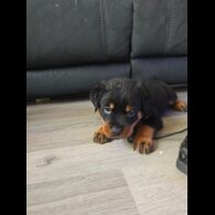 Rottweiler - Dogs