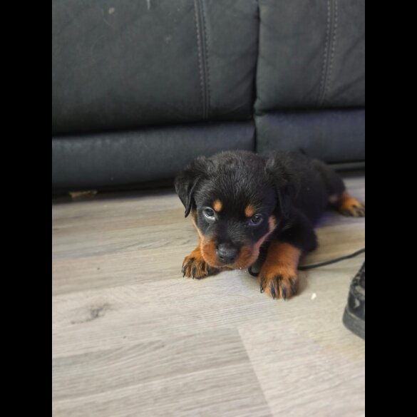 Rottweiler - Dogs