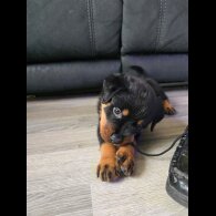 Rottweiler - Dogs