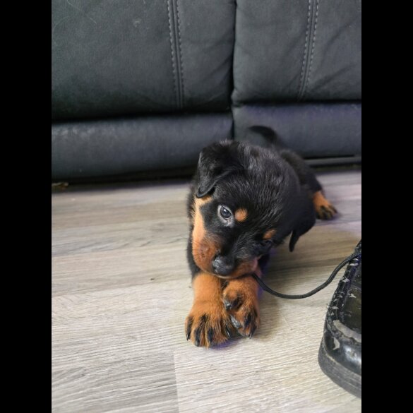 Rottweiler - Dogs