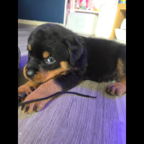 Rottweiler - Dogs