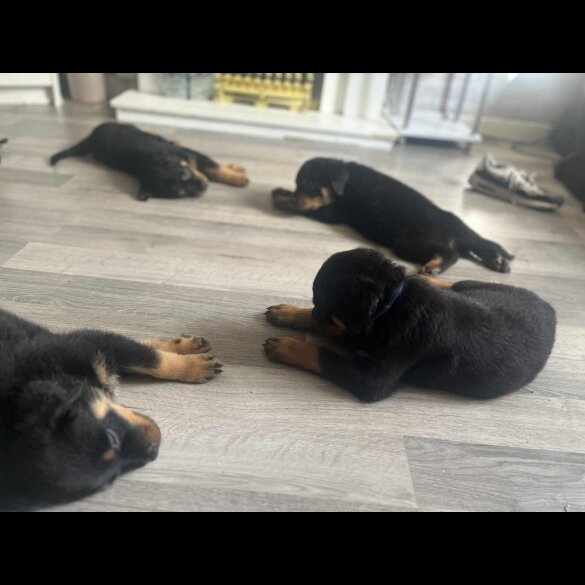 Rottweiler - Dogs