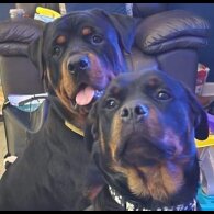 Rottweiler - Dogs