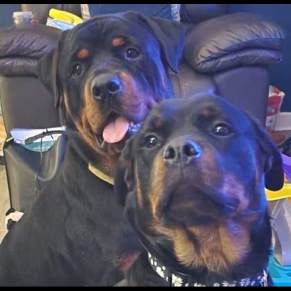 Rottweiler - Dogs