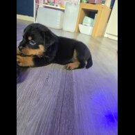 Rottweiler - Dogs