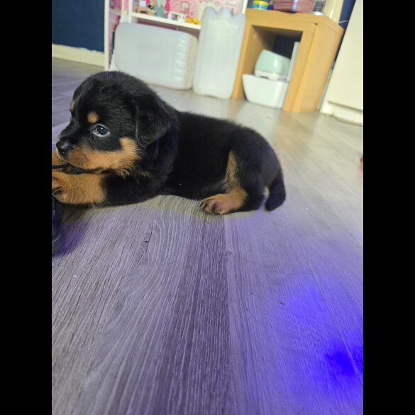Rottweiler - Dogs