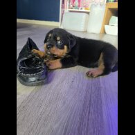 Rottweiler - Dogs