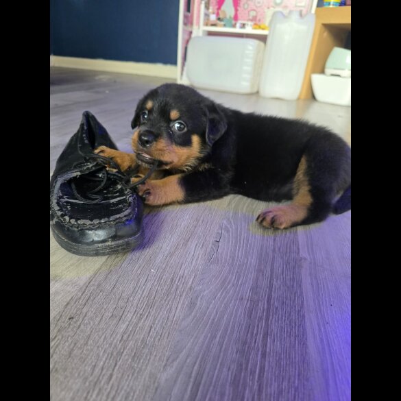 Rottweiler - Dogs
