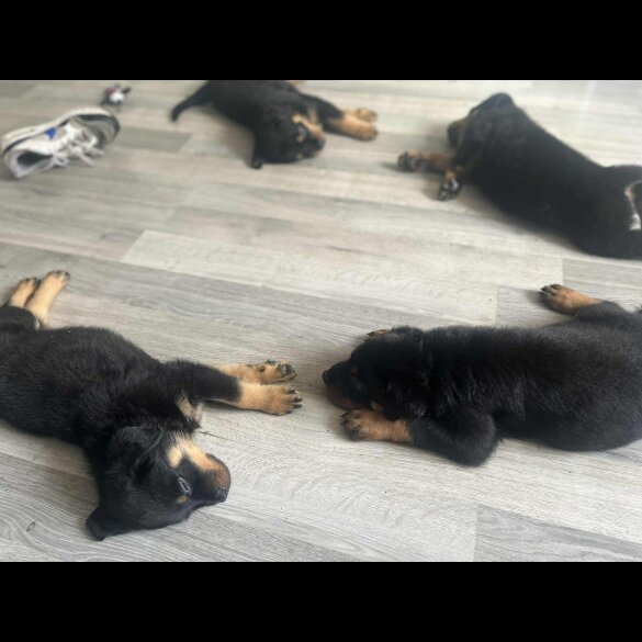Rottweiler - Dogs