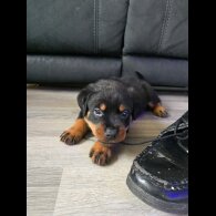 Rottweiler - Dogs