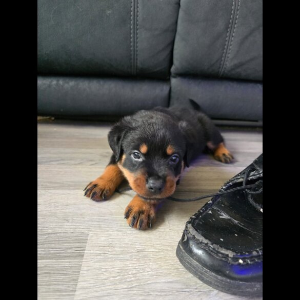 Rottweiler - Dogs