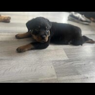 Rottweiler - Dogs