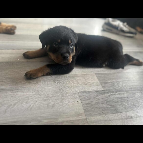 Rottweiler - Dogs