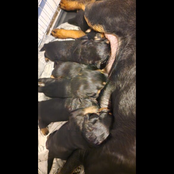 Rottweiler - Dogs