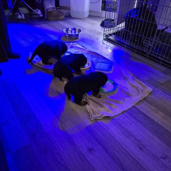 Rottweiler - Dogs