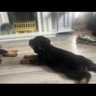 Rottweiler - Dogs