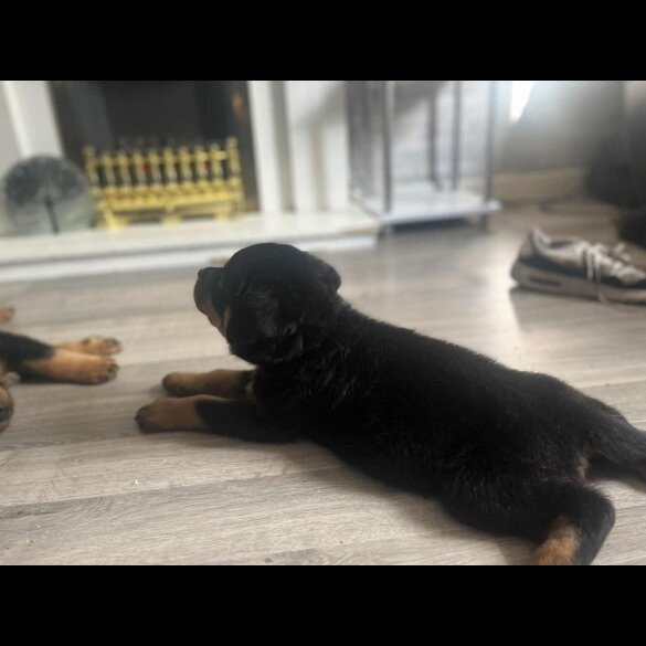 Rottweiler - Dogs