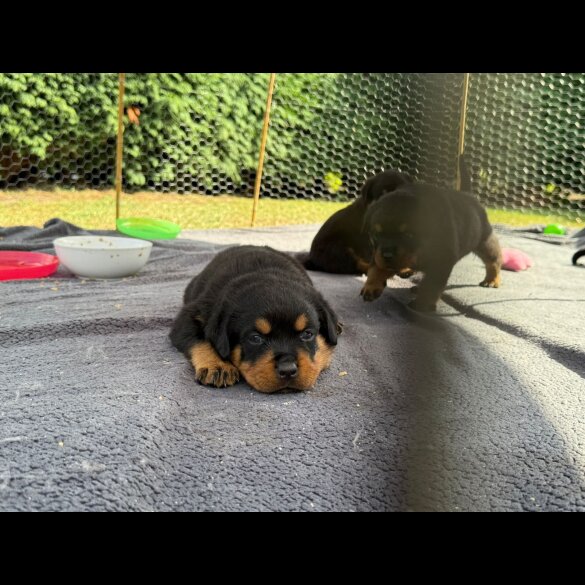 Rottweiler - Both