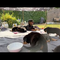 Rottweiler - Both