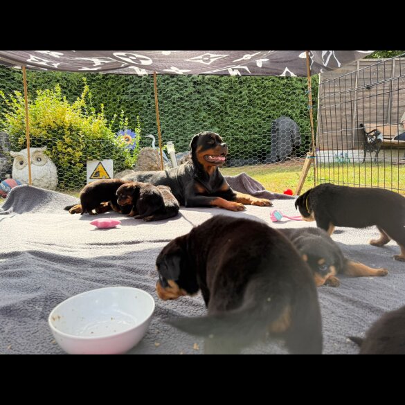 Rottweiler - Both