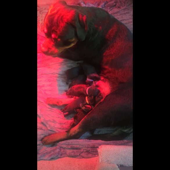 Rottweiler - Both