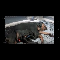 Rottweiler - Both