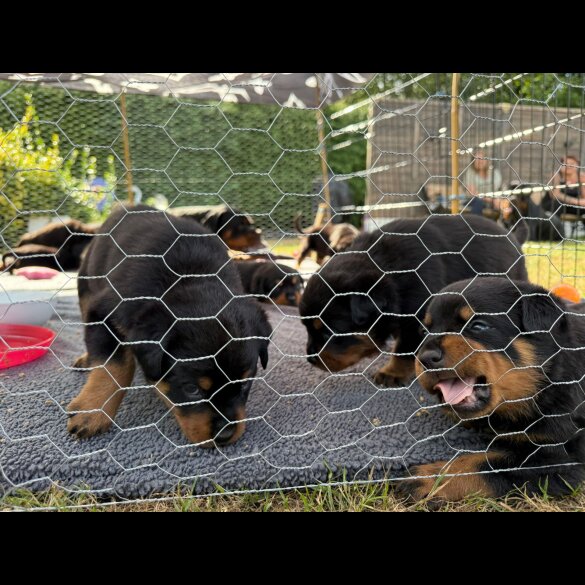 Rottweiler - Both