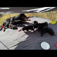 Rottweiler - Both