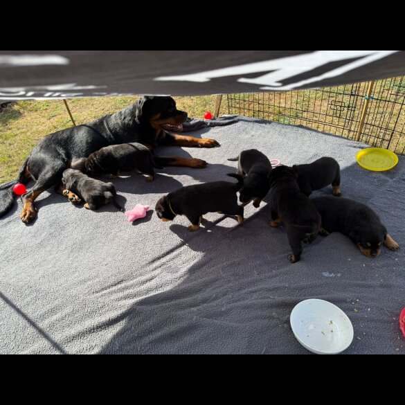 Rottweiler - Both