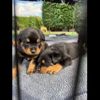 Rottweiler - Both