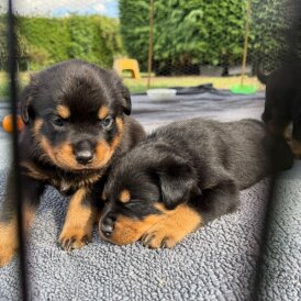 Rottweiler - Both