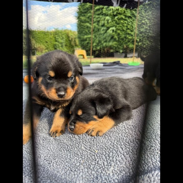 Rottweiler - Both