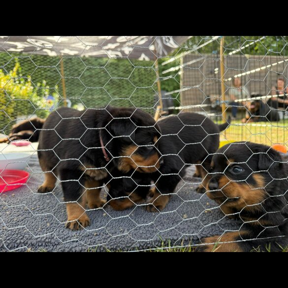 Rottweiler - Both