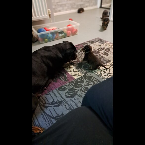 Rottweiler - Bitches