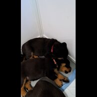 Rottweiler - Bitches