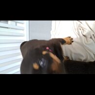Rottweiler - Bitches