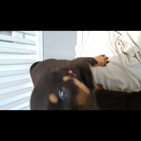 Rottweiler - Bitches