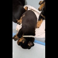 Rottweiler - Bitches