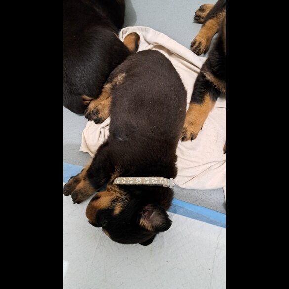 Rottweiler - Bitches