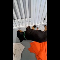 Rottweiler - Bitches