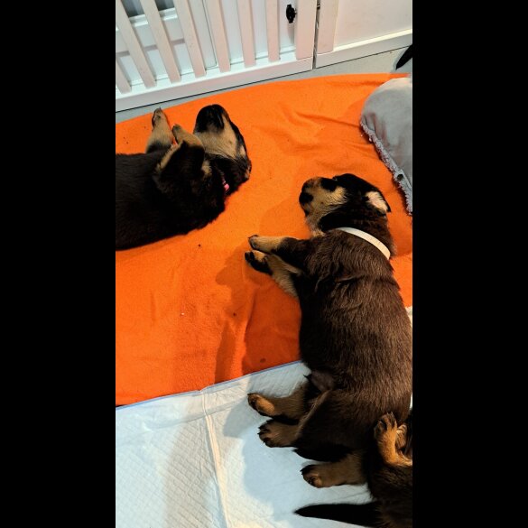Rottweiler - Bitches