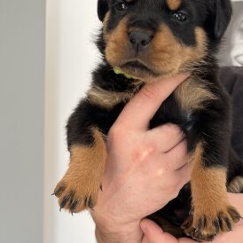 Rottweiler - Both