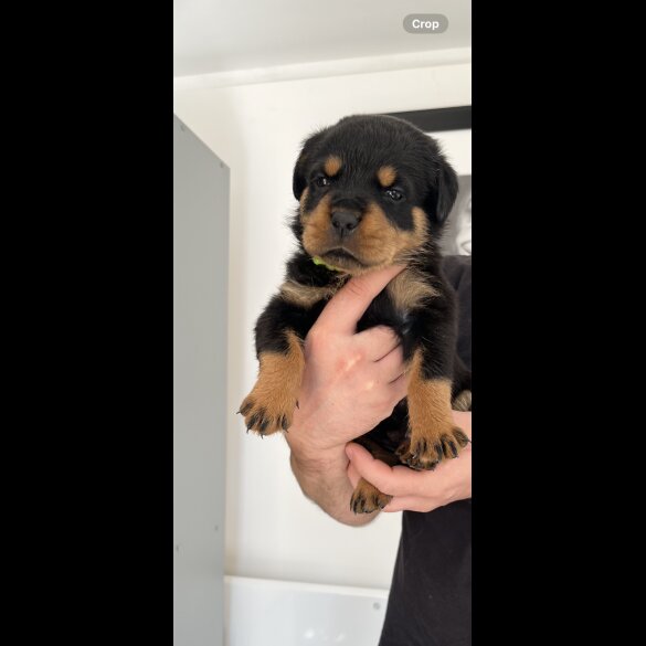 Rottweiler - Both