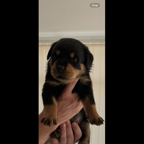 Rottweiler - Both